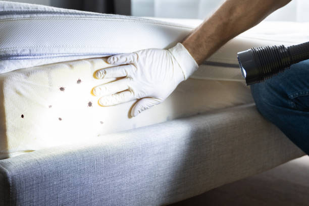 Best Rat Extermination Near Me  in Salinas, CA