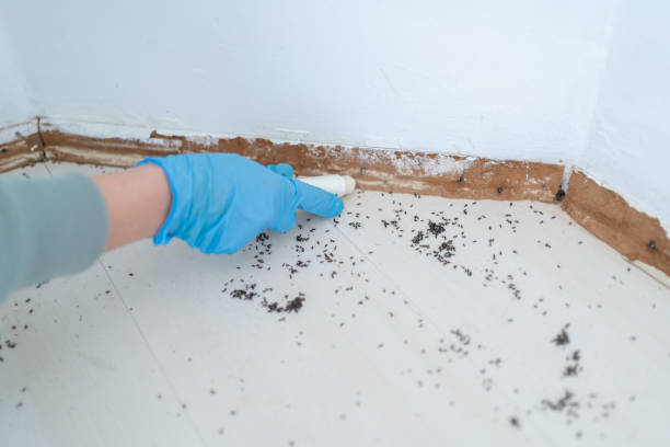 Best Rodent Control Near Me  in Salinas, CA